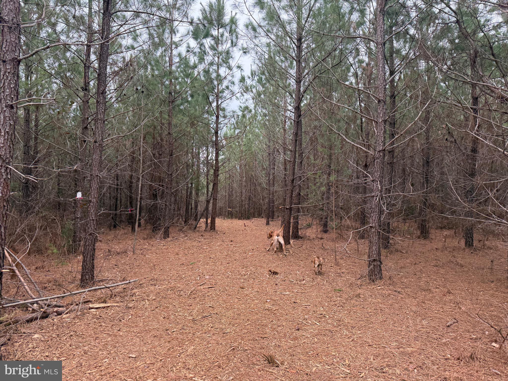 Lot C3 Hardware Road Arvonia, VA 23004 - Photo 18 of 18 a view of empty room with a tree