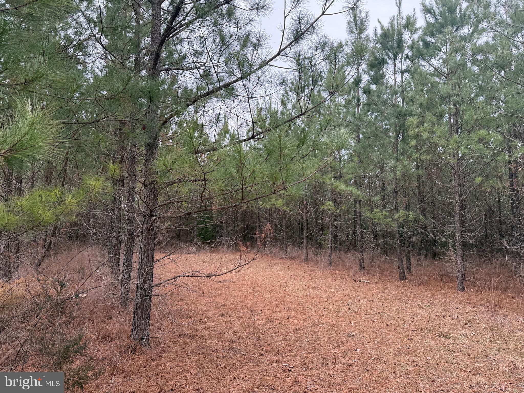 Lot C3 Hardware Road Arvonia, VA 23004 - Photo 5 of 18 a view of a forest with trees in the background