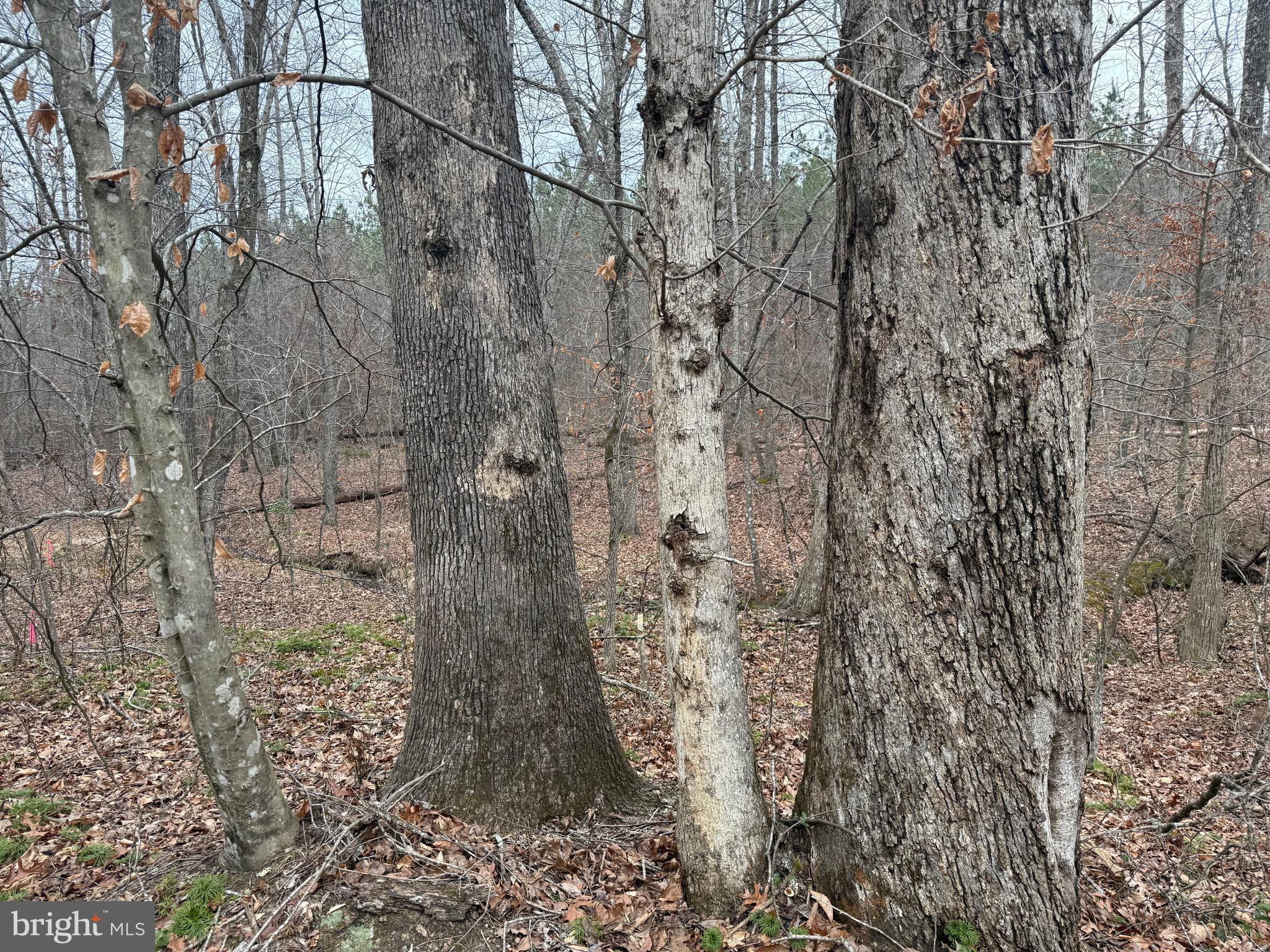 Lot C3 Hardware Road Arvonia, VA 23004 - Photo 8 of 18 a picture of a tree
