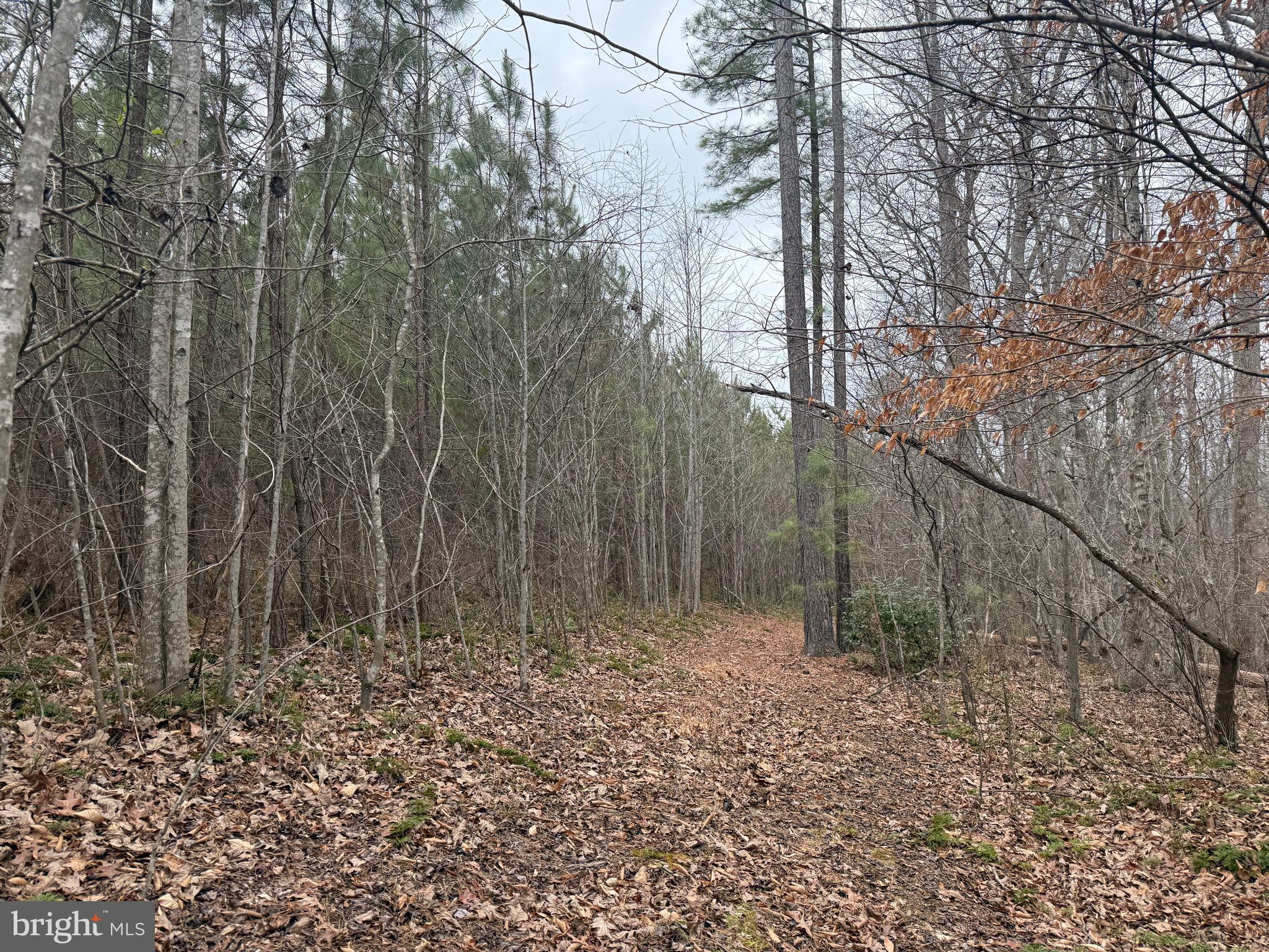 Lot C3 Hardware Road Arvonia, VA 23004 - Photo 10 of 18 a view of outdoor space with lots of trees