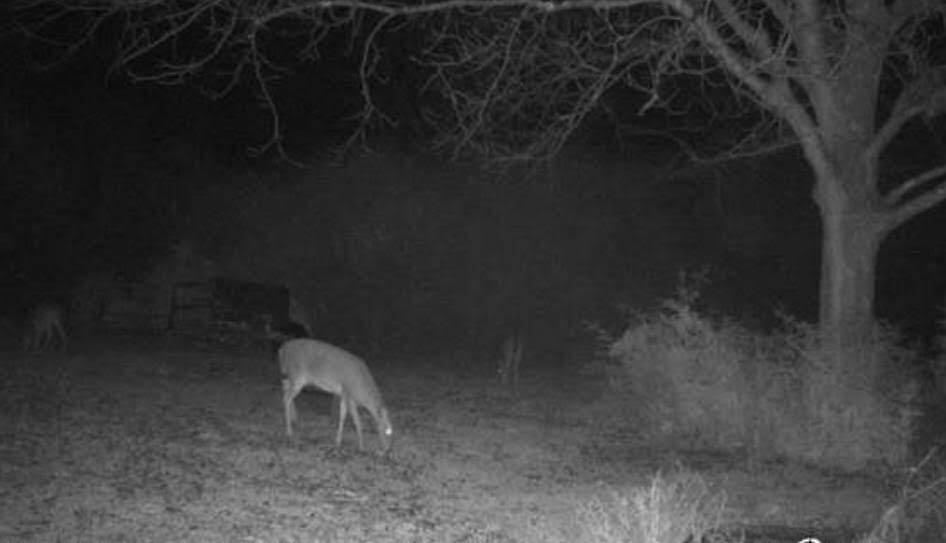 40-acres 40-acres Brown Road DeFuniak Springs, FL 32433 - Photo 12 of 24