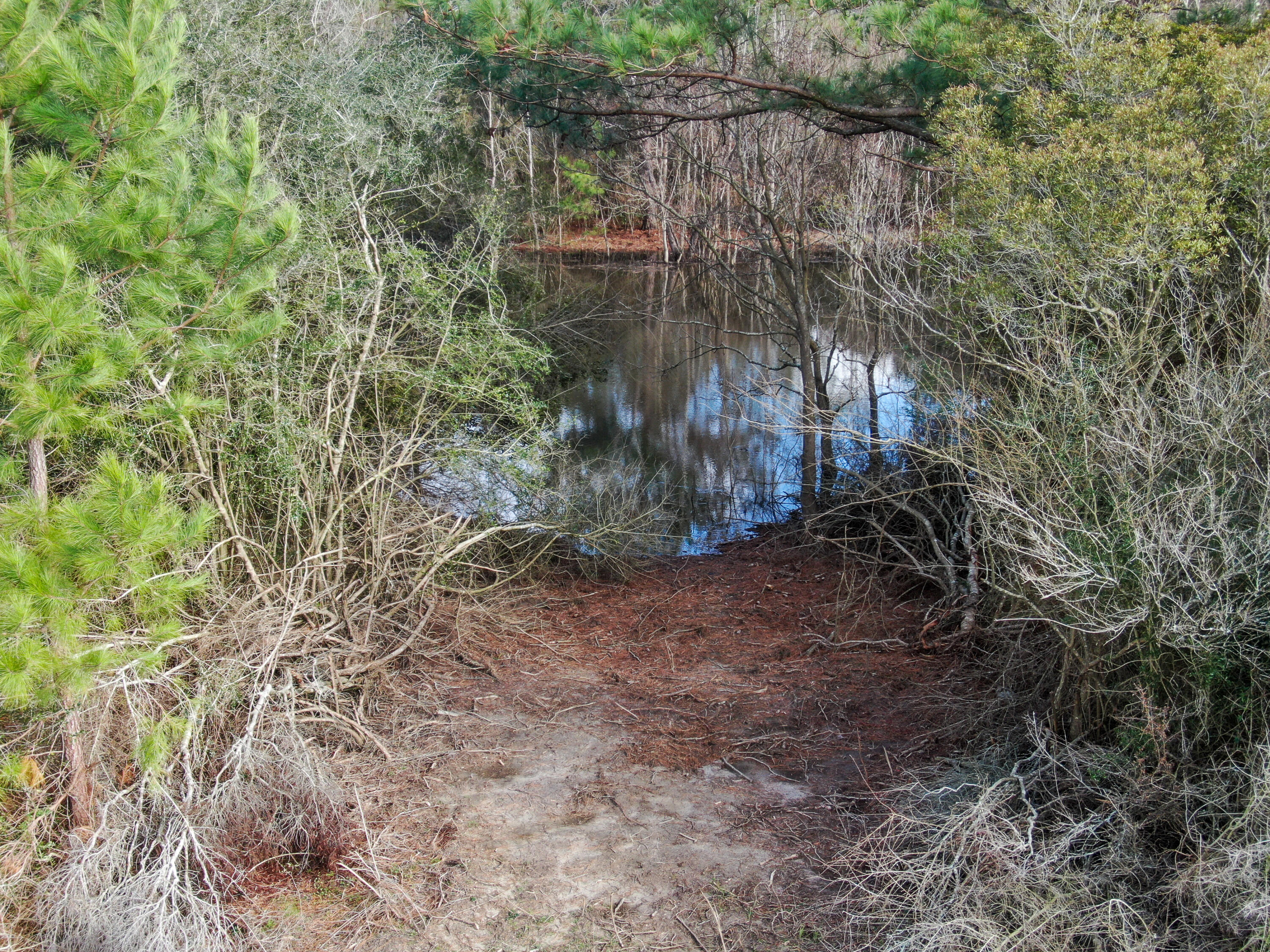 40-acres 40-acres Brown Road DeFuniak Springs, FL 32433 - Photo 4 of 24 a view of a yard with plants and trees