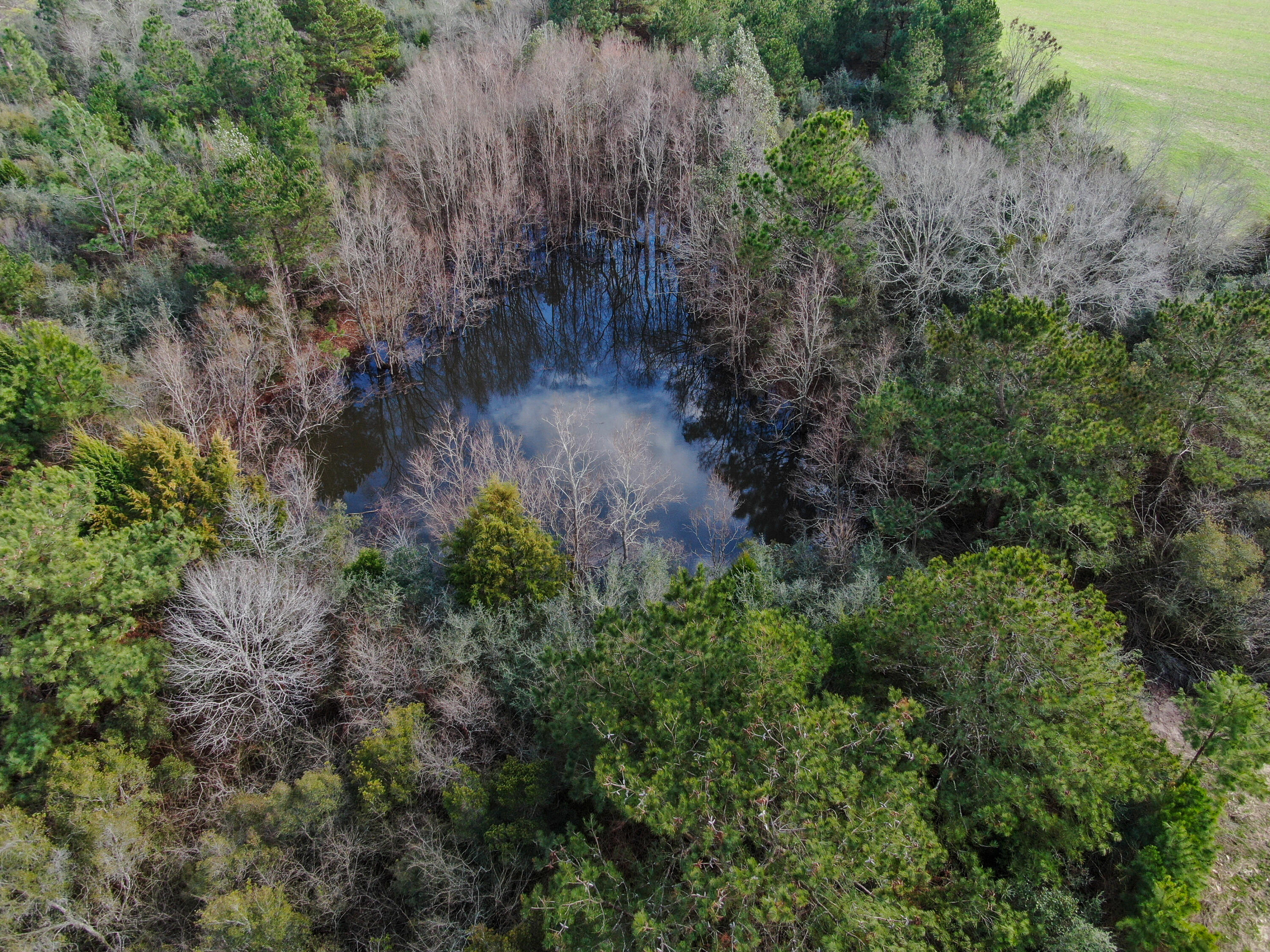 40-acres 40-acres Brown Road DeFuniak Springs, FL 32433 - Photo 8 of 24 a view of a yard with plants and a bench