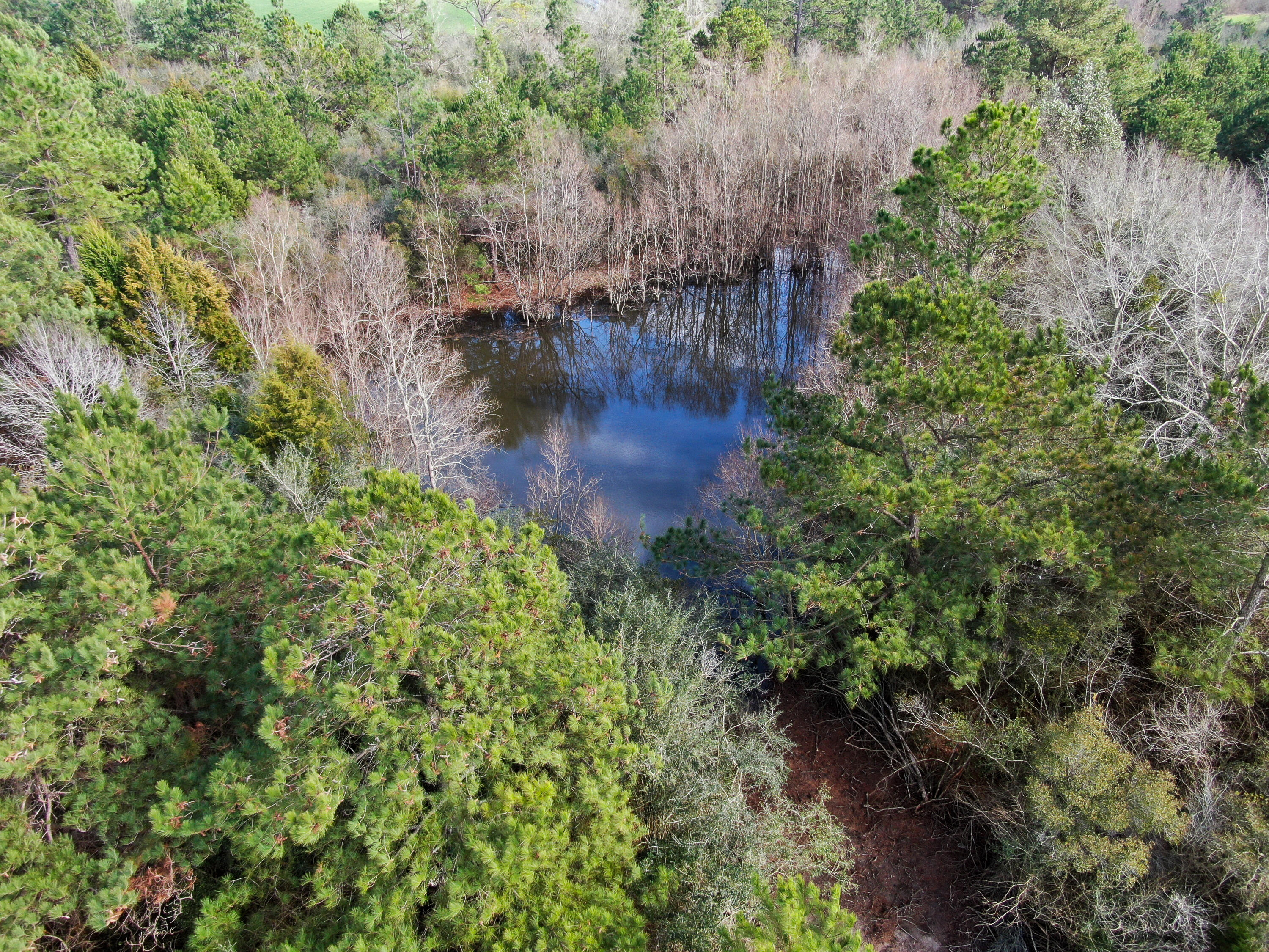 40-acres 40-acres Brown Road DeFuniak Springs, FL 32433 - Photo 9 of 24 a view of a garden with lawn chairs under large tree