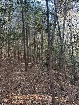 a view of a forest with trees in the background