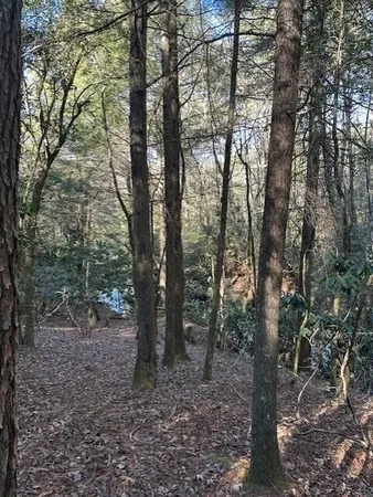 a view of a forest with trees in the background