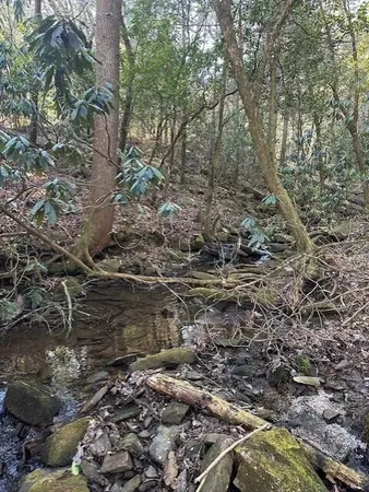 a view of a forest with a yard