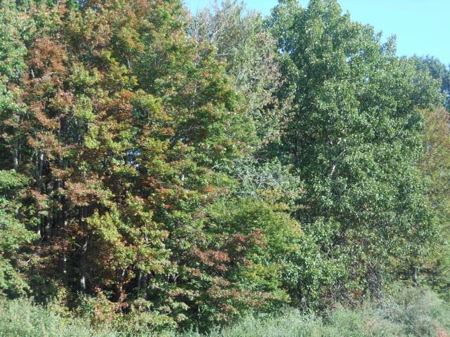 4525 Timber Lane Road Alger, MI 48610 - Photo 1 of 5 1838952.JPG