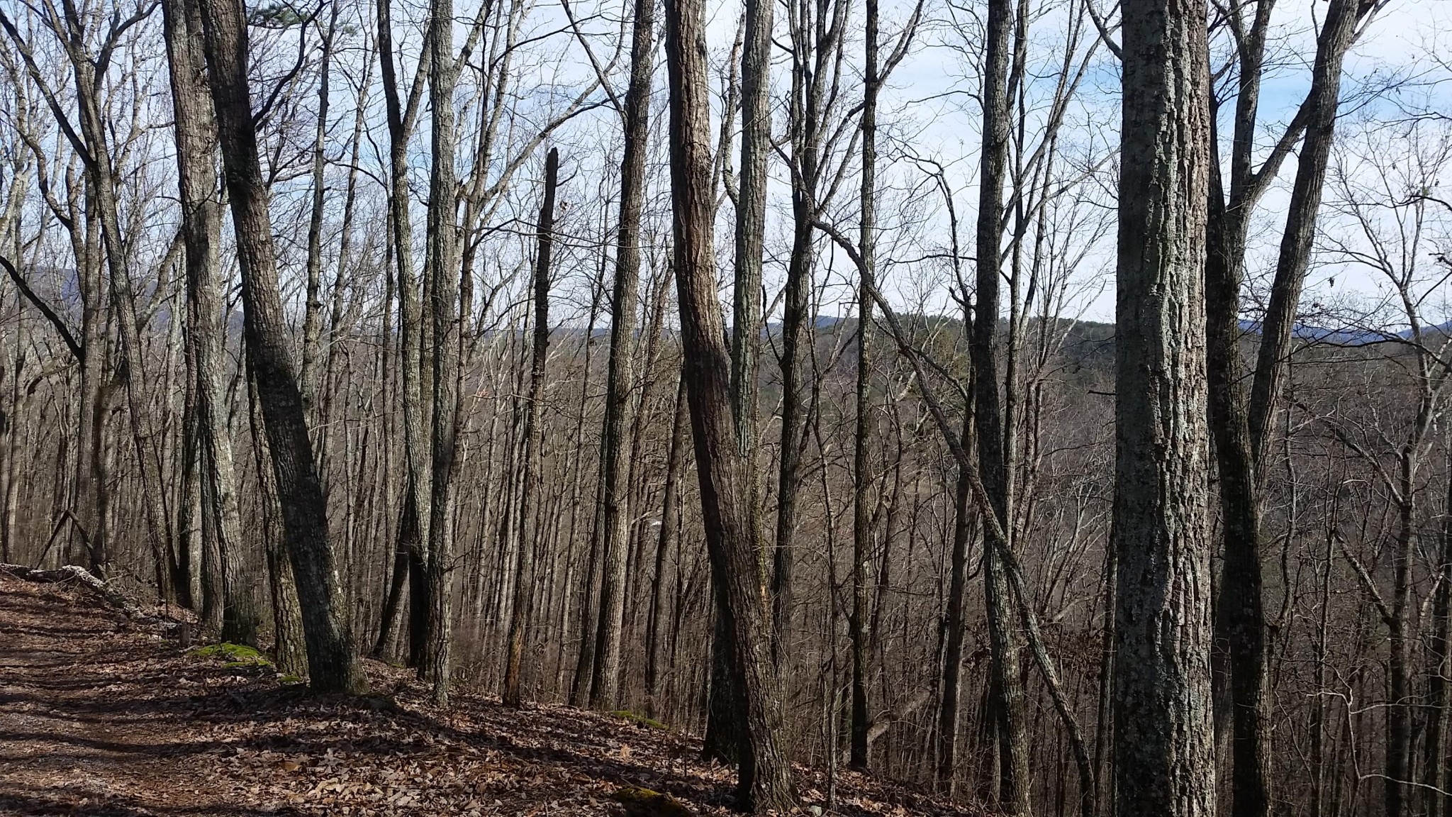 580 Sand Mountain Road Old Fort, TN 37362 - Photo 28 of 31 Gallery Image 28