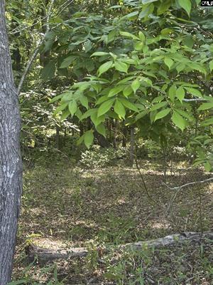 3551 Moonlight Road Williston, SC 29853 - Photo 7 of 16 3551 1