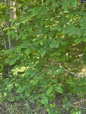 $349,000 | 3551 Moonlight Road, Williston, SC 29853