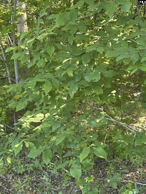 3551 Moonlight Road Williston, SC 29853 - Photo 9 of 16 3551 3