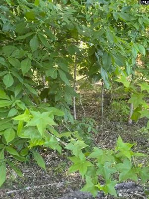 $349,000 | 3551 Moonlight Road, Williston, SC 29853