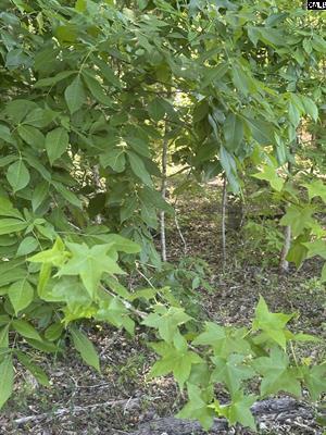 3551 Moonlight Road Williston, SC 29853 - Photo 10 of 16 3551 14