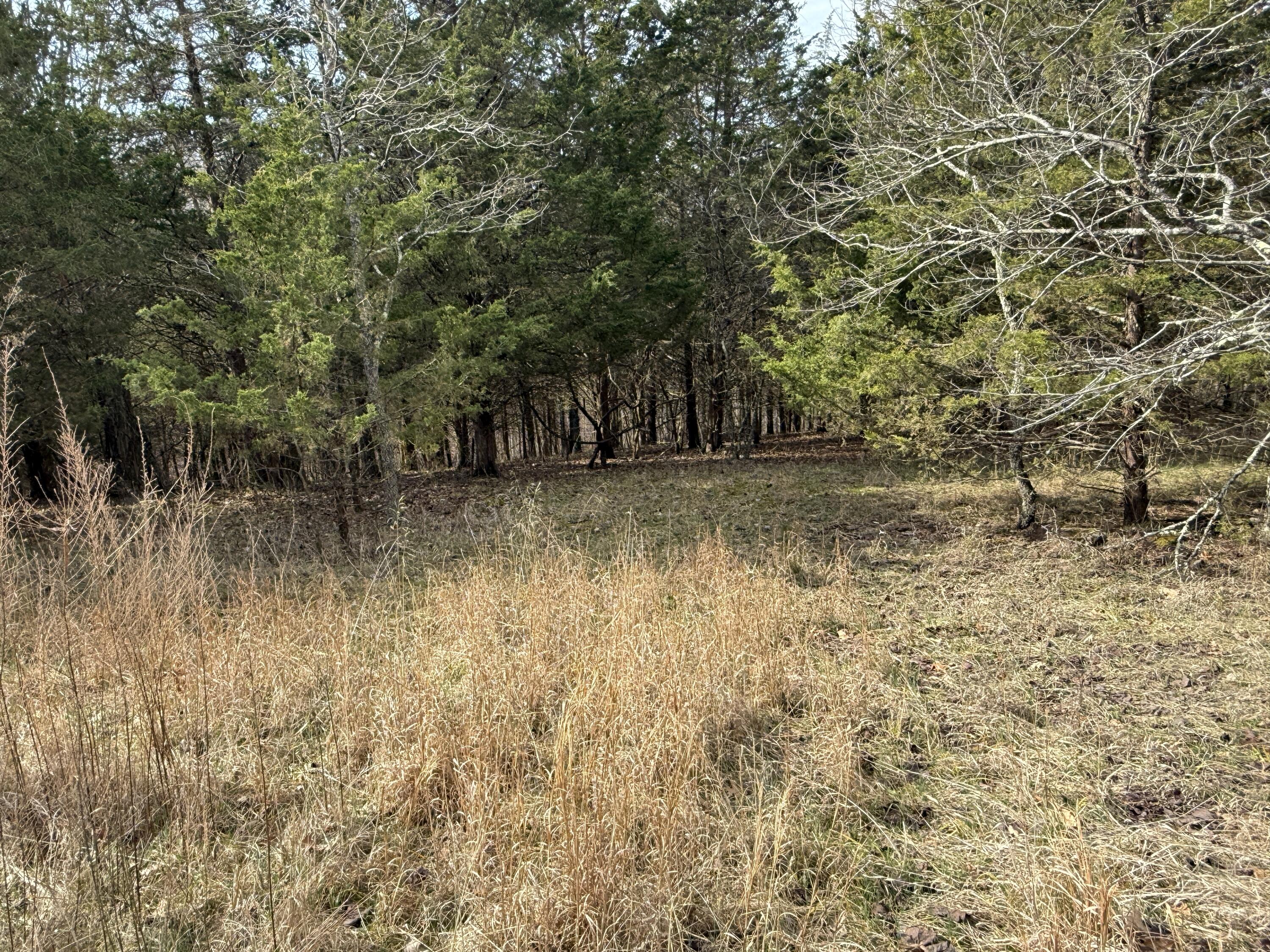 0 Mattox Road Falmouth, KY 41040 - Photo 4 of 19