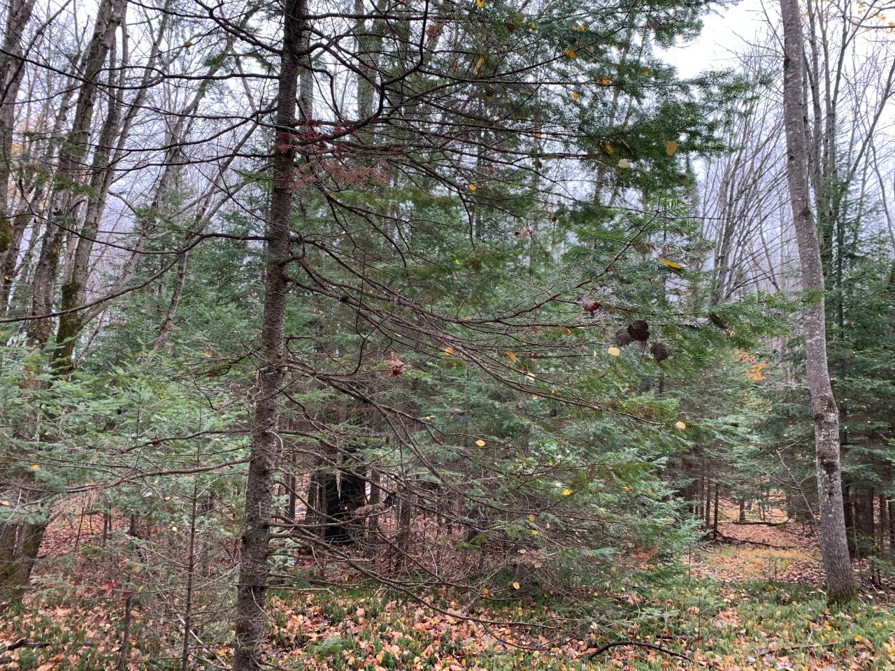 On West Birch Lake Road, Unit LOT 1 Presque Isle, WI 54557 - Photo 7 of 10 Gallery Image 7
