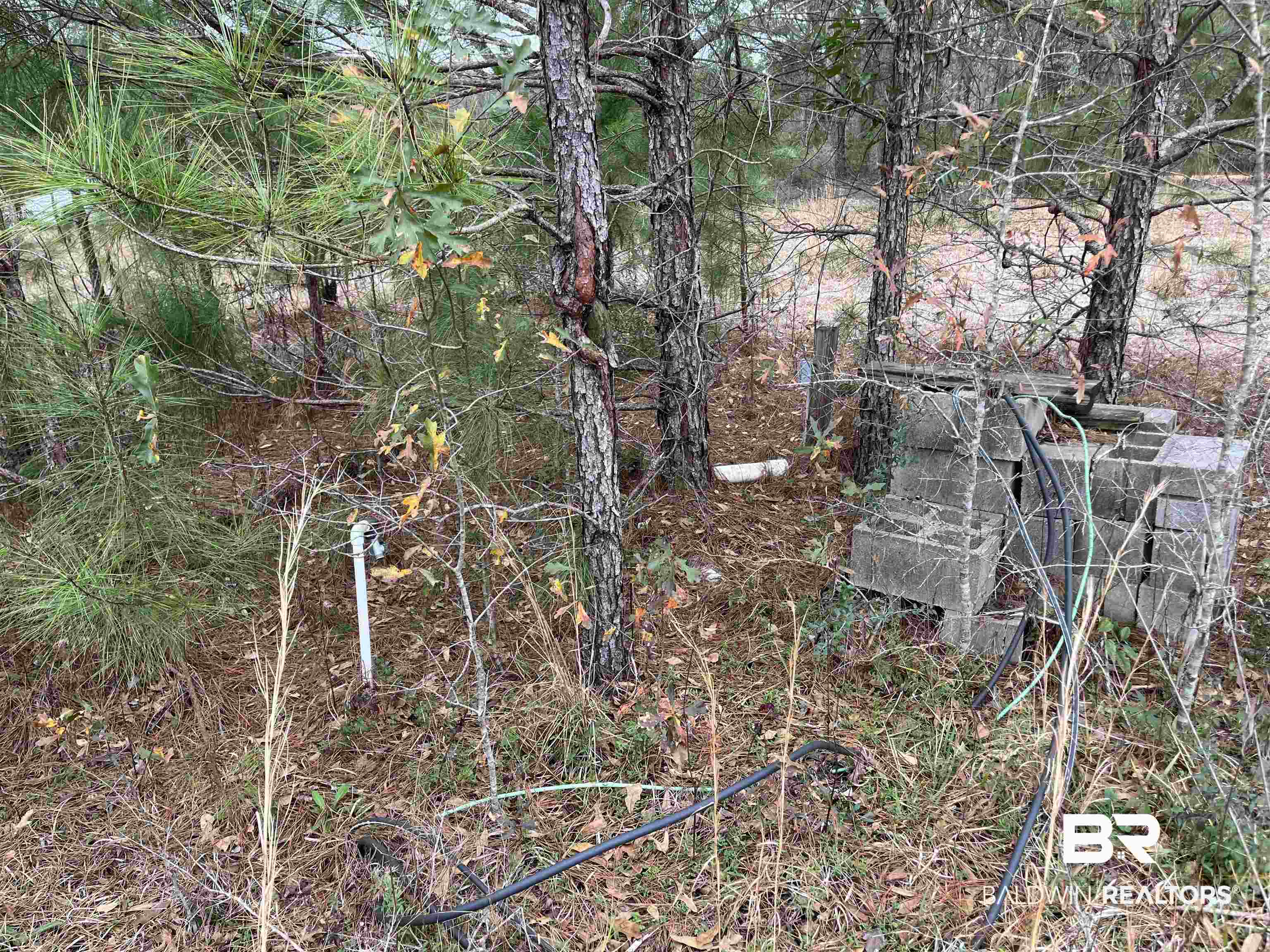 4967 Kirkland Road Brewton, AL 36426 - Photo 5 of 6 View of local wilderness