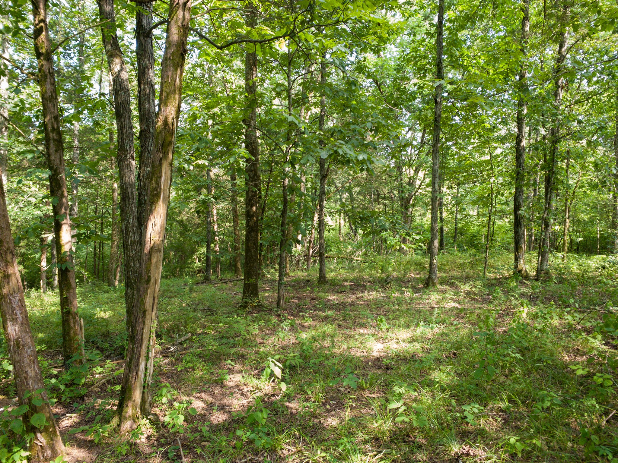 183 Robinson Road Fayetteville, TN 37334 - Photo 18 of 64 Gallery Image 18