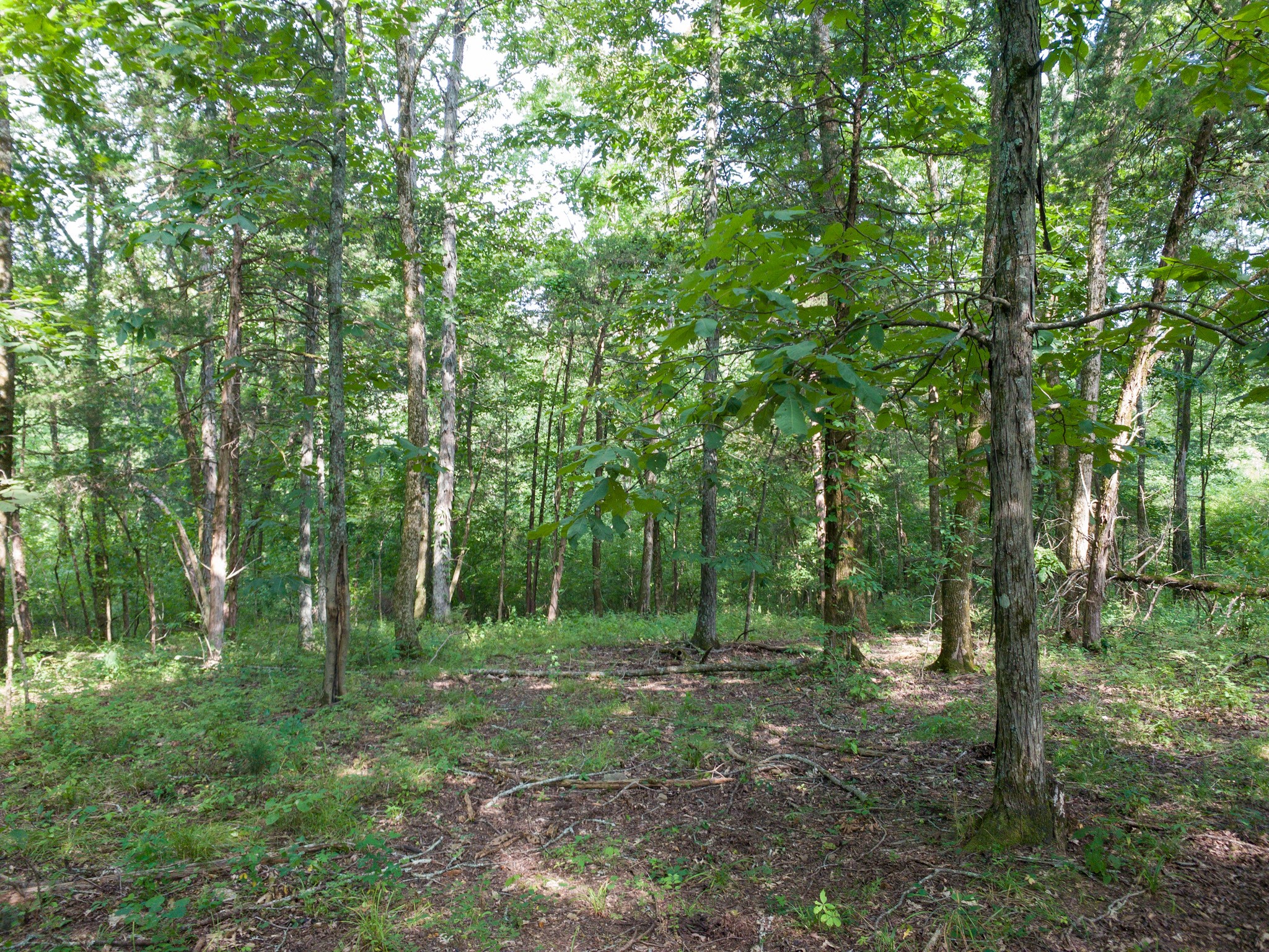 183 Robinson Road Fayetteville, TN 37334 - Photo 19 of 64 Gallery Image 19