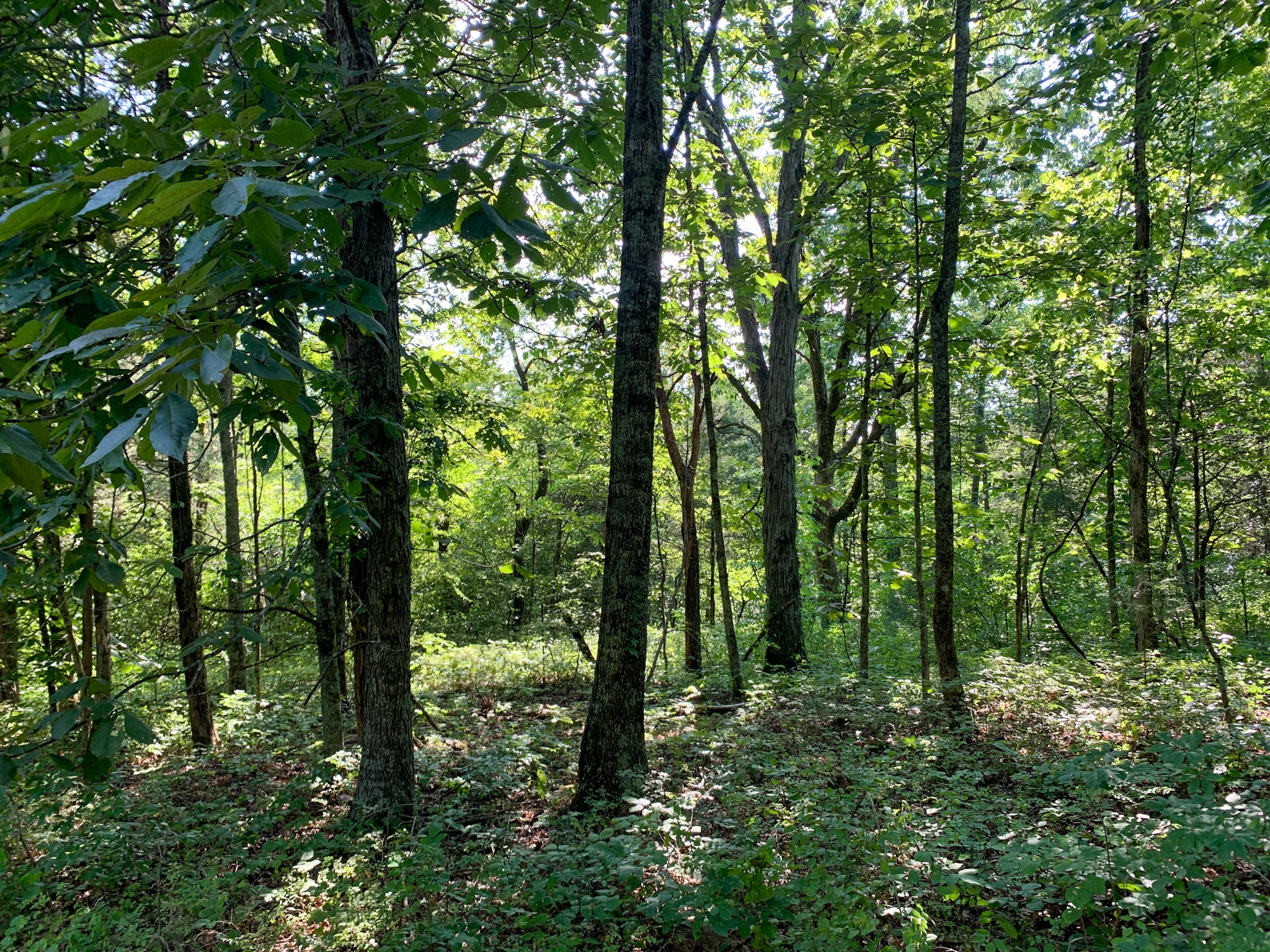 183 Robinson Road Fayetteville, TN 37334 - Photo 22 of 64 Gallery Image 22