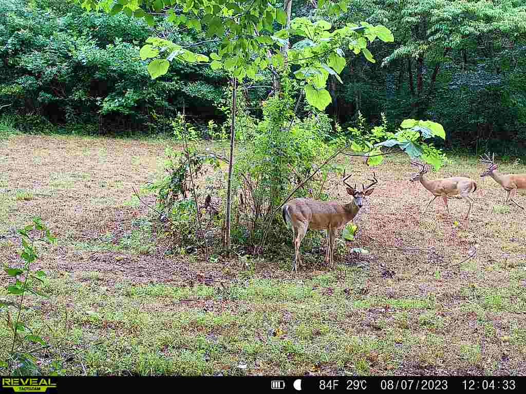 183 Robinson Road Fayetteville, TN 37334 - Photo 61 of 64 Gallery Image 61