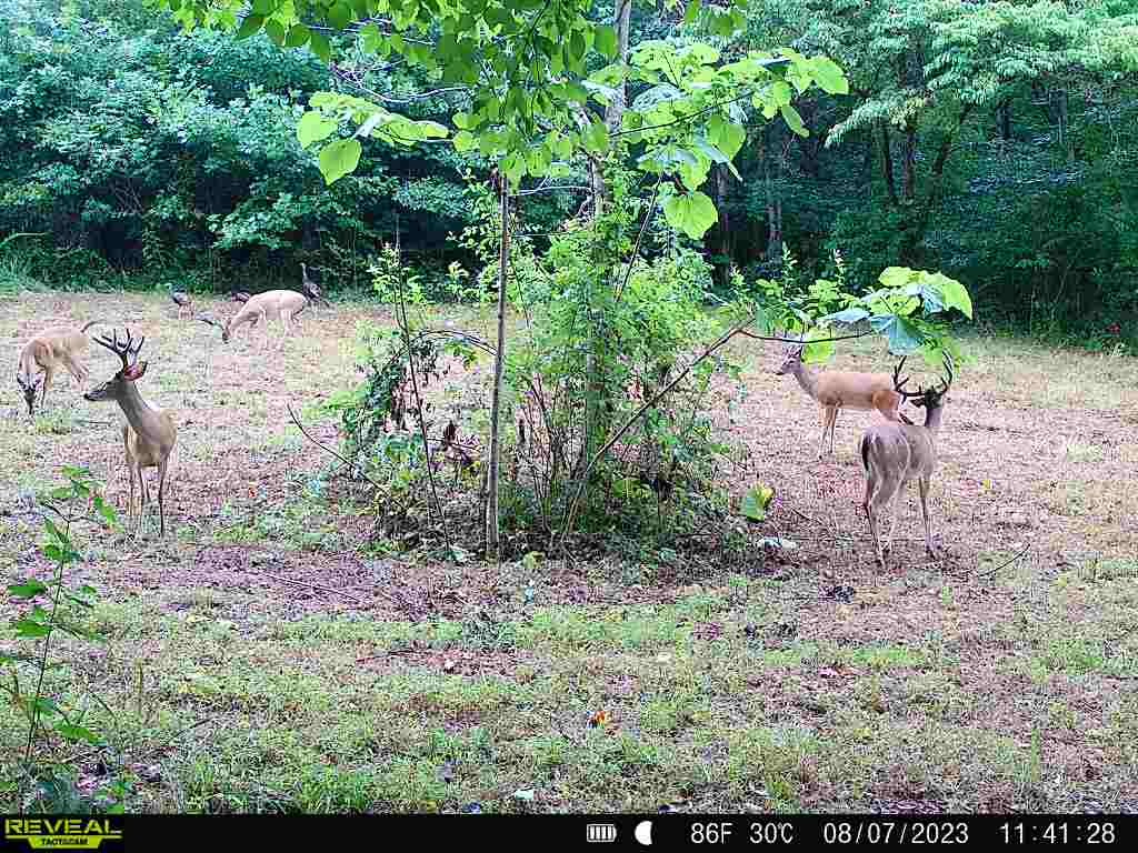 183 Robinson Road Fayetteville, TN 37334 - Photo 62 of 64 Gallery Image 62
