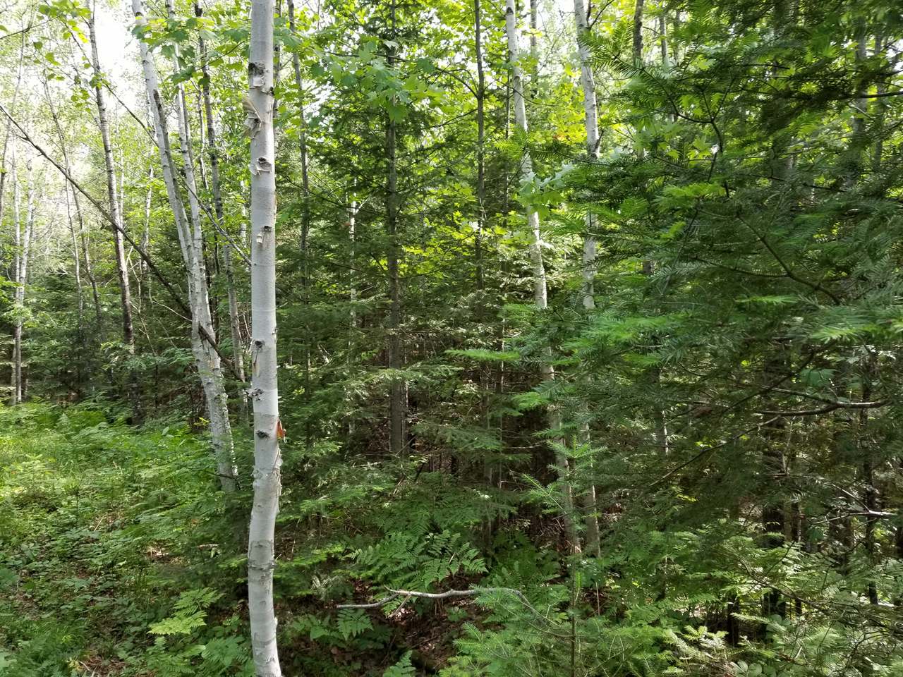 Lot 31 Nathan Pass Mercer, WI 54547 - Photo 15 of 26 Gallery Image 15