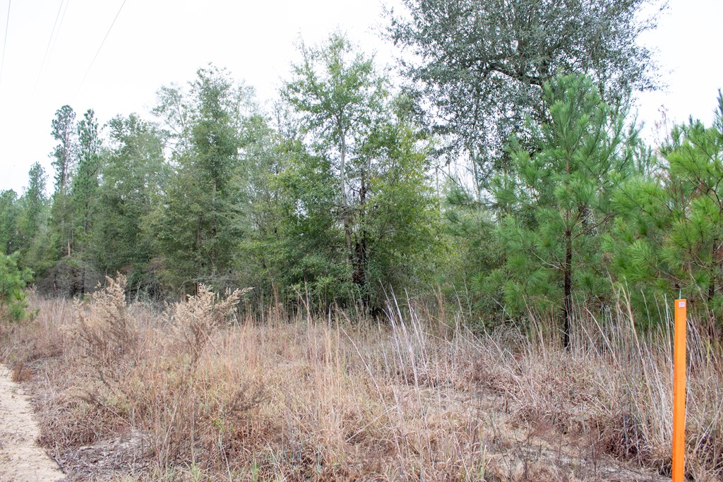 6 Gus Hughes Road Gordon, AL 36343 - Photo 2 of 10