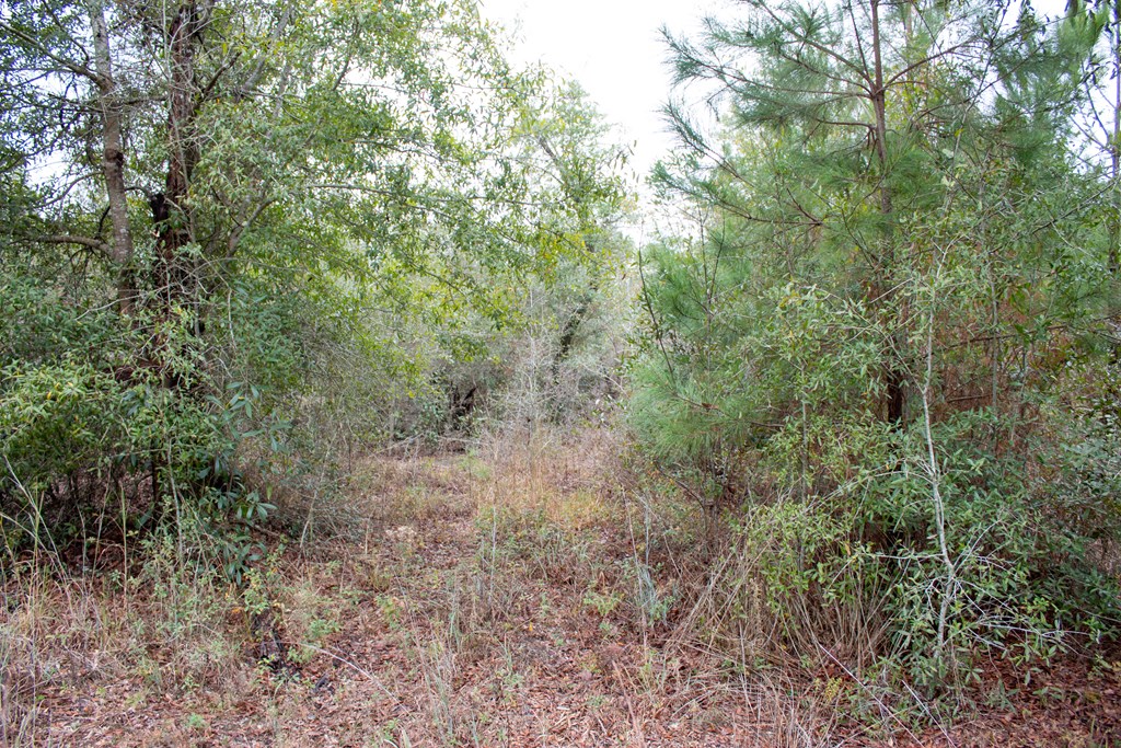 6 Gus Hughes Road Gordon, AL 36343 - Photo 3 of 10