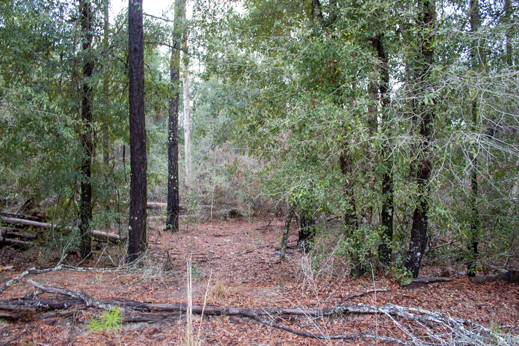 6 Gus Hughes Road Gordon, AL 36343 - Photo 4 of 10