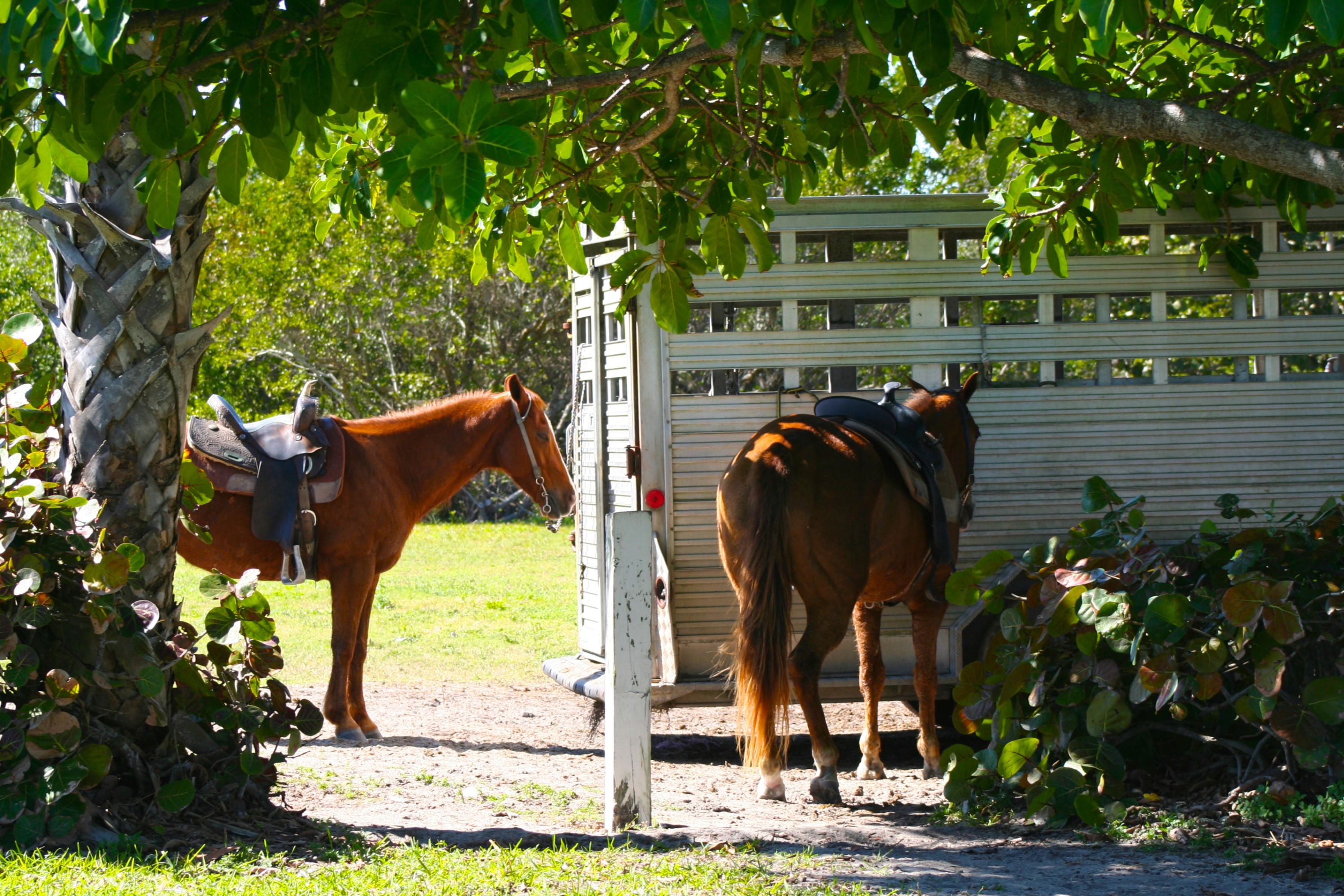 8841 First Tee Road Port St. Lucie, FL 34986 - Photo 41 of 228 319 Horses Resting At Frederick Douglass