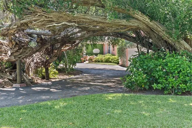 a view of a yard with plants and large trees