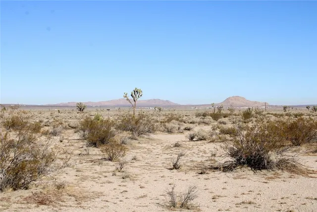 a view of a dry yard with green space