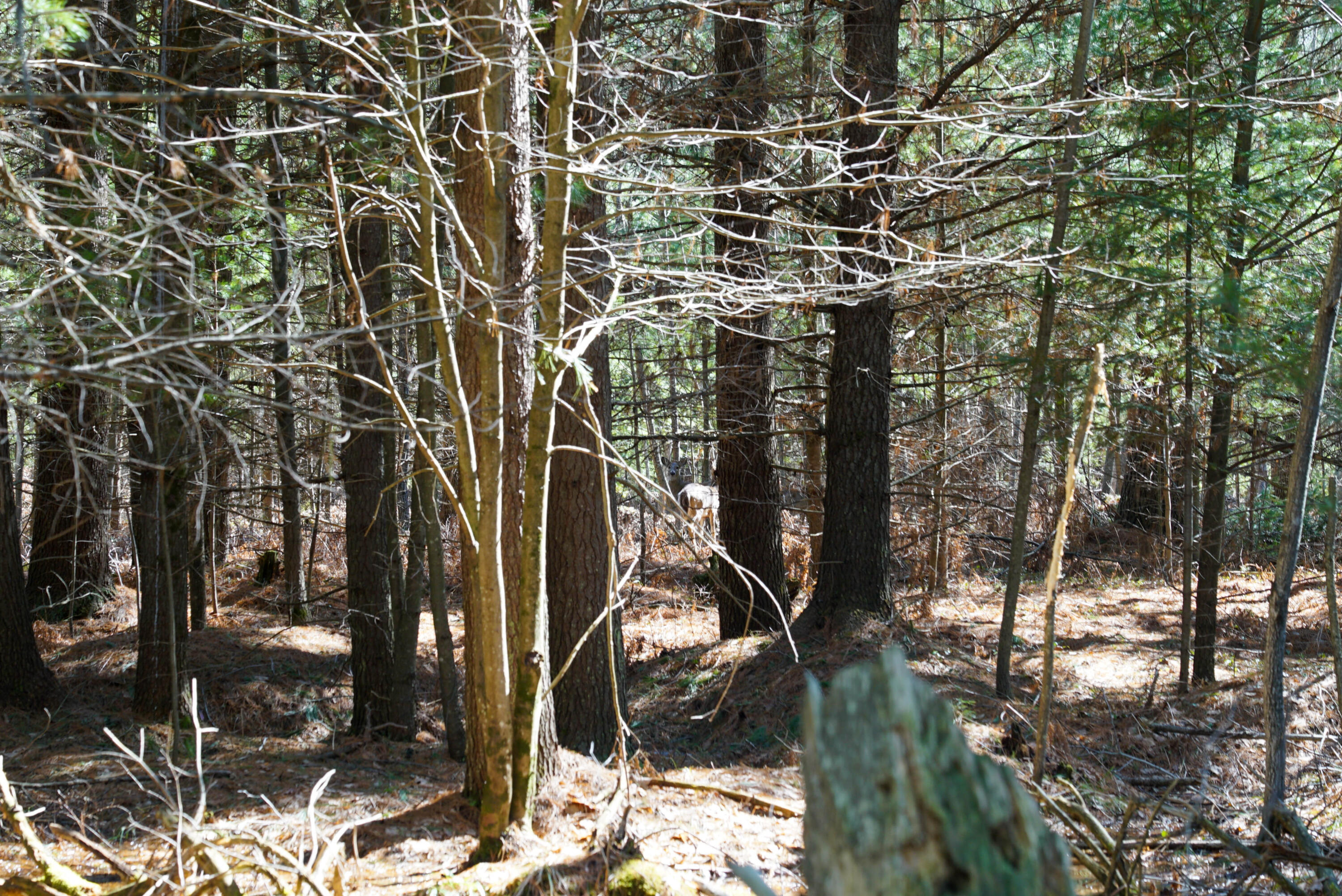 5840 Wildwood Road Alger, MI 48610 - Photo 13 of 25 20