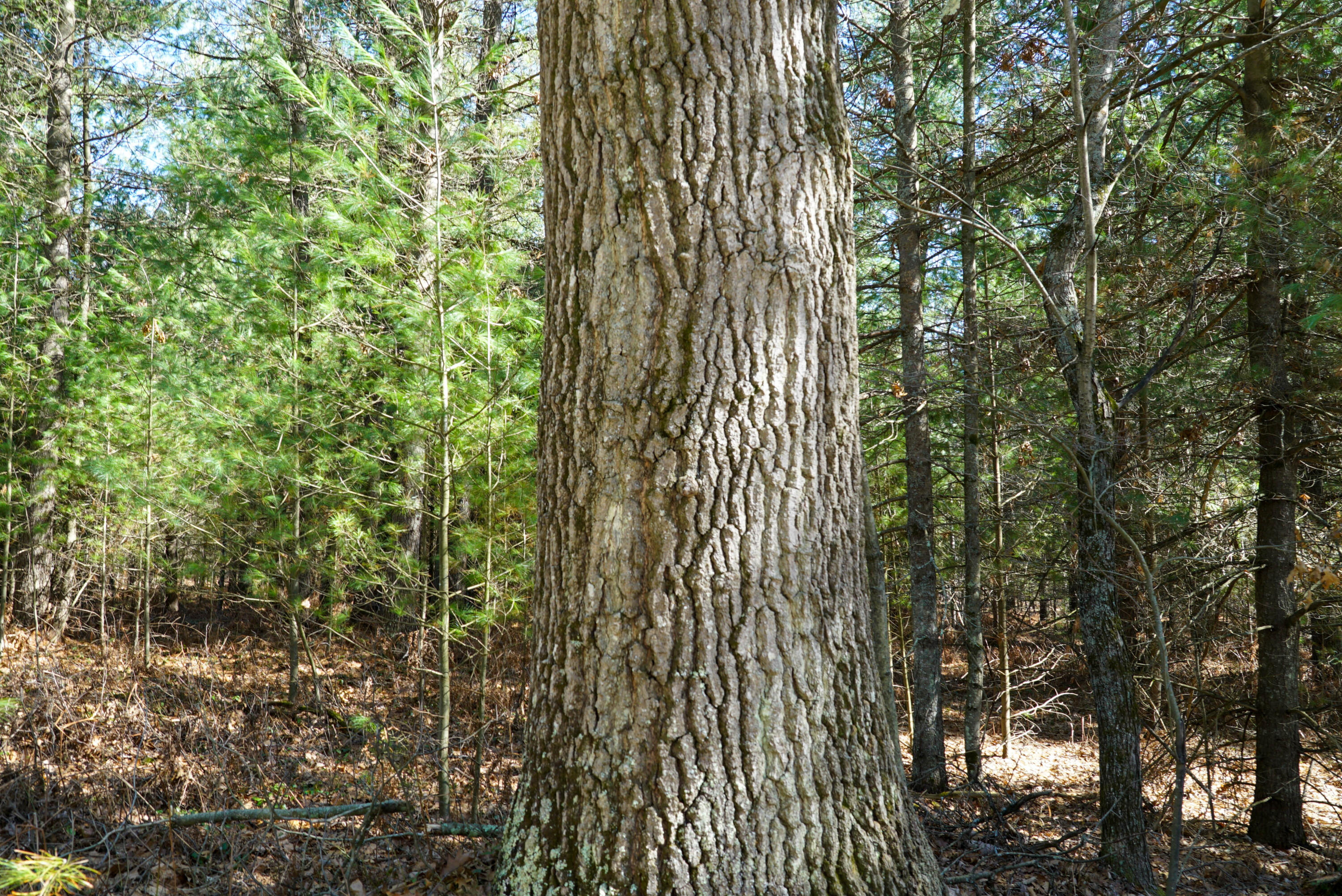 5840 Wildwood Road Alger, MI 48610 - Photo 14 of 25 22