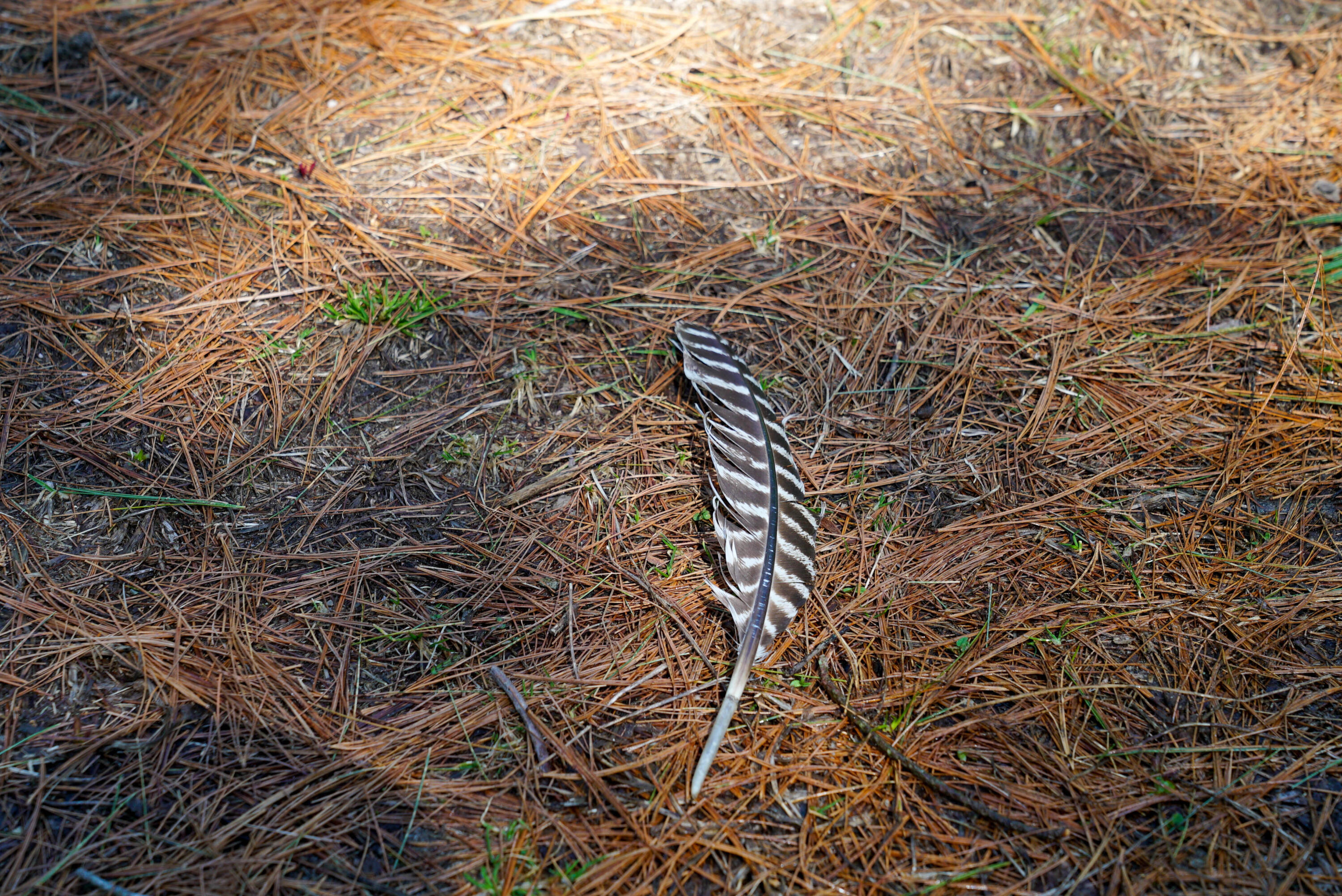 5840 Wildwood Road Alger, MI 48610 - Photo 4 of 25 14