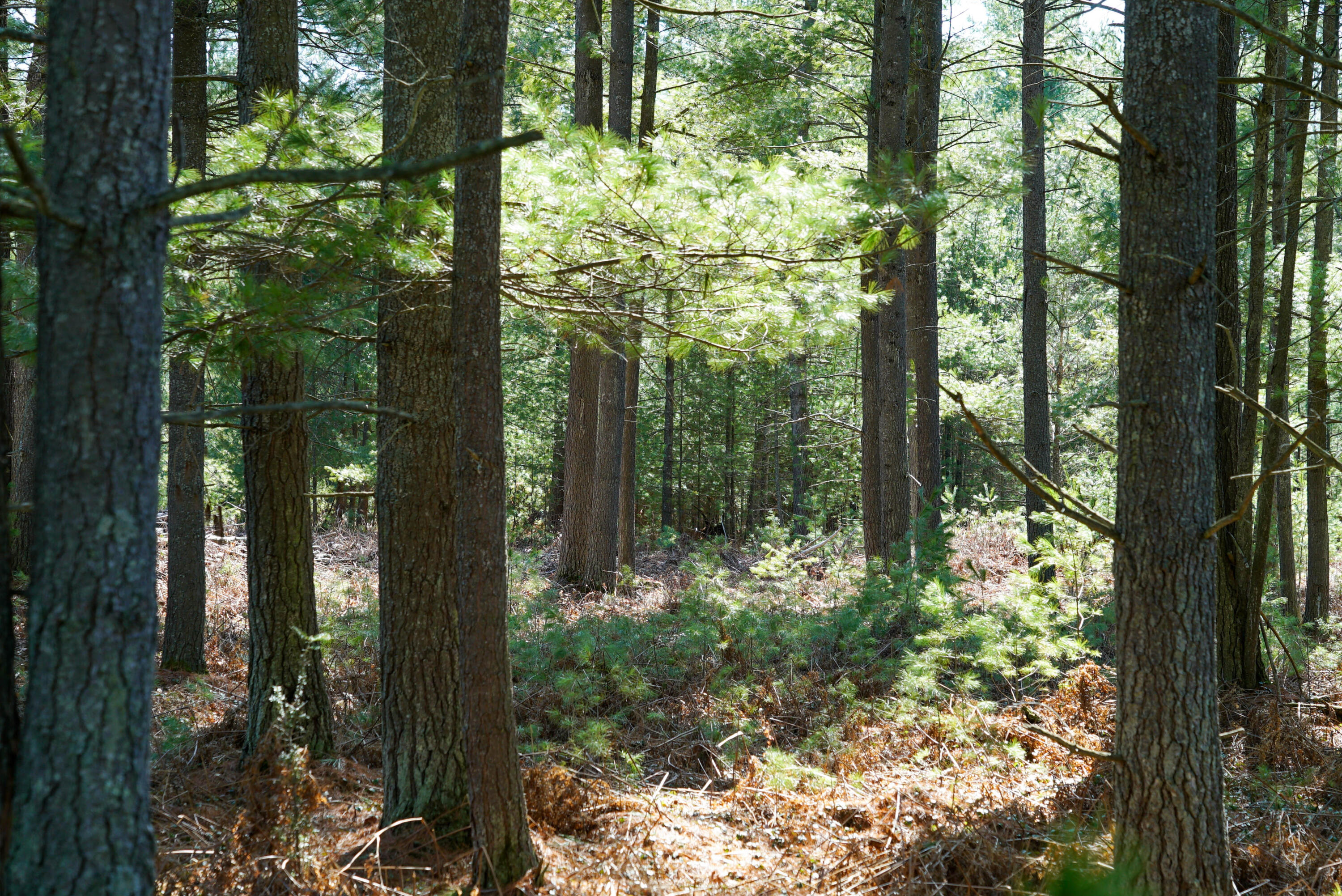 5840 Wildwood Road Alger, MI 48610 - Photo 10 of 25 11