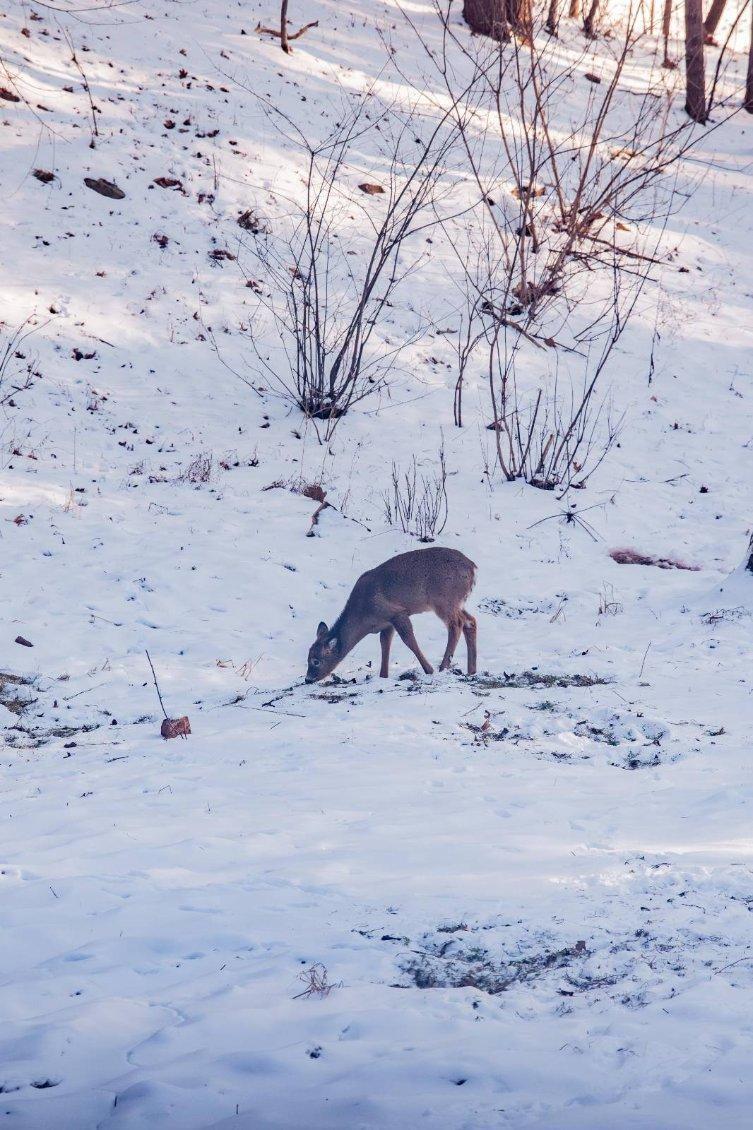 22450 Kodiak Road Clifton, WI 54638 - Photo 57 of 61 original-FBF8FC77-2357-4C27-B5EC-5E008C3