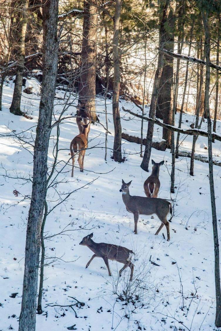 22450 Kodiak Road Clifton, WI 54638 - Photo 58 of 61 original-98BBA03F-DBE9-4455-B513-5D4F9DA