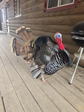 $499,900 | 22450 Kodiak Road, Clifton, WI 54638