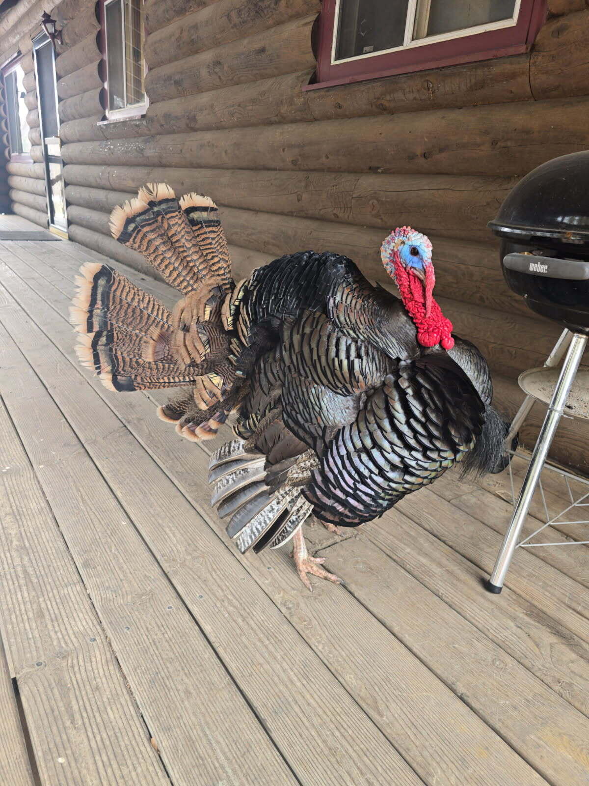 22450 Kodiak Road Clifton, WI 54638 - Photo 61 of 61 image000001 (2)