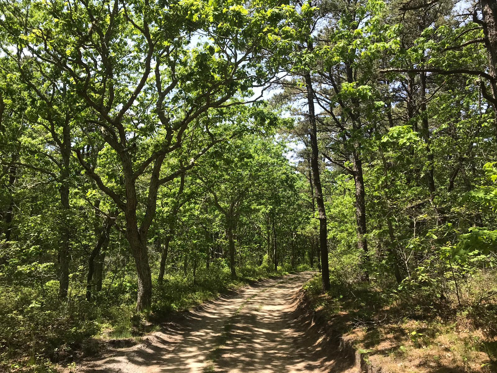 11 Sandy Lane Truro, MA 02666 - Photo 97 of 98 a view of a forest with trees