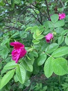 649 Onawa Road Guilford, ME 04443 - Photo 36 of 41 IMG_3904