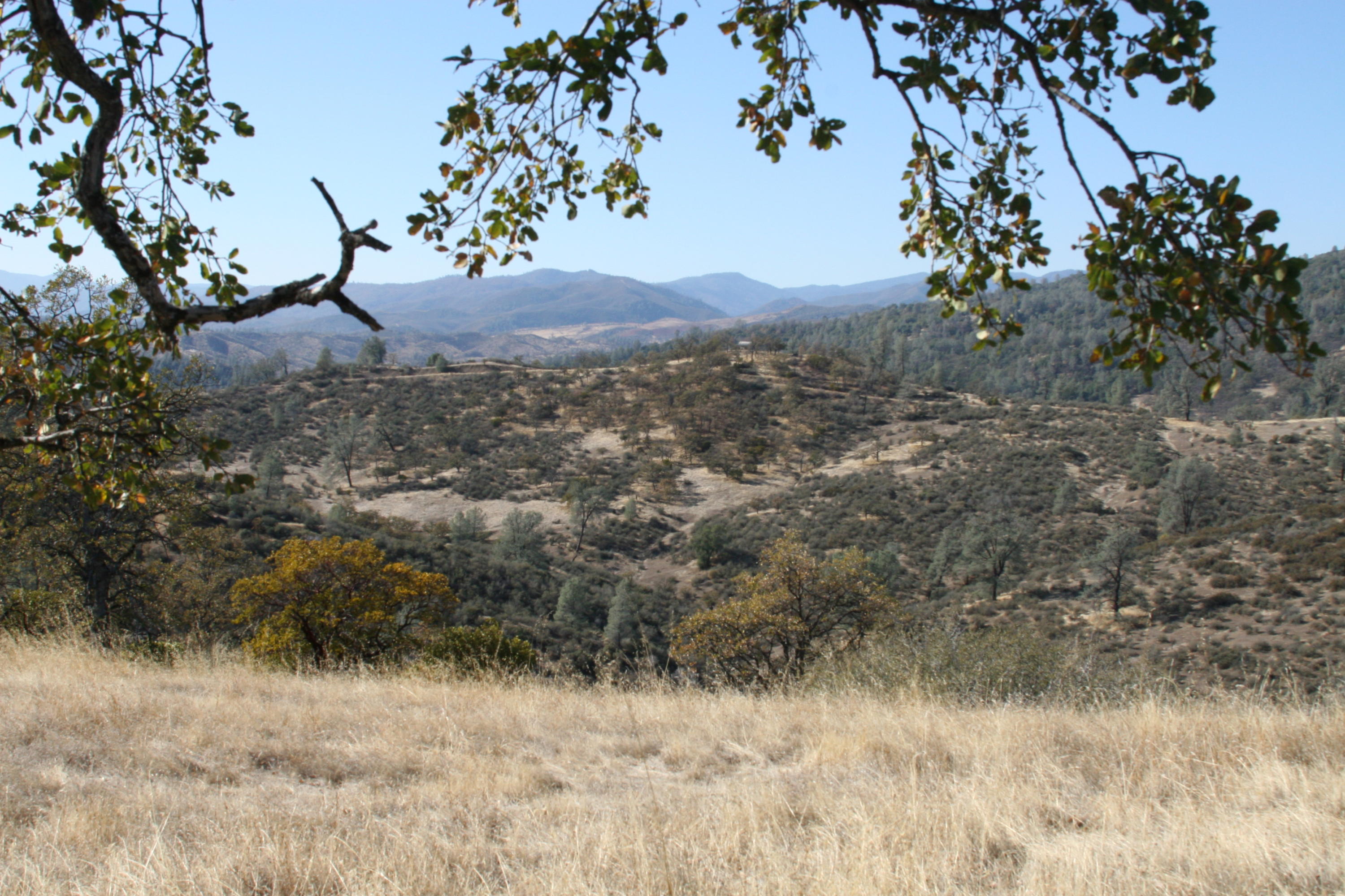 Lot#60 Nono Road Igo, CA 96047 - Photo 17 of 29 a view of a yard with a tree