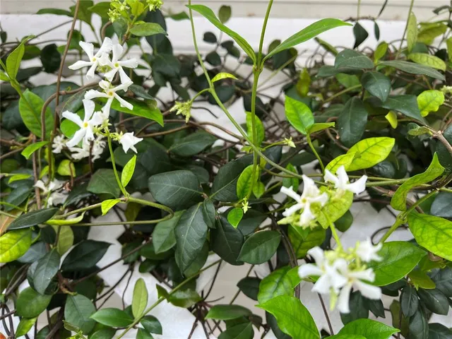 $195,000 | 1100 South Belcher Road, Unit 727, Largo, FL 33771