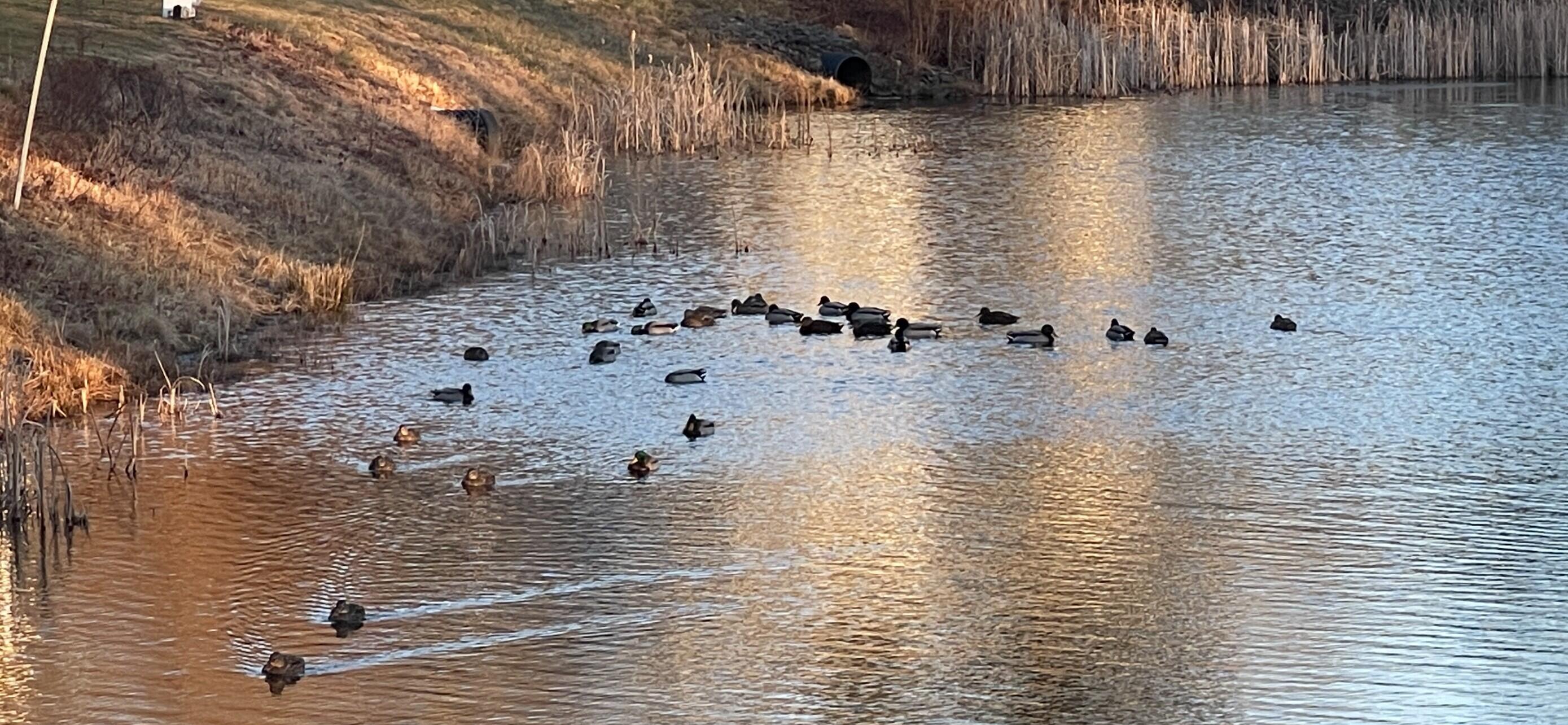 52 Kavanaugh Road, Unit 52 Old Orchard Beach, ME 04064 - Photo 29 of 42 DUCKS NEXT TO 52 KAVANAUGH RD CONDO AT C
