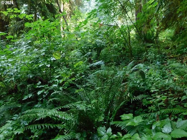 $230,000 | 9864 Beach Drive, Birkenfeld, OR 97016