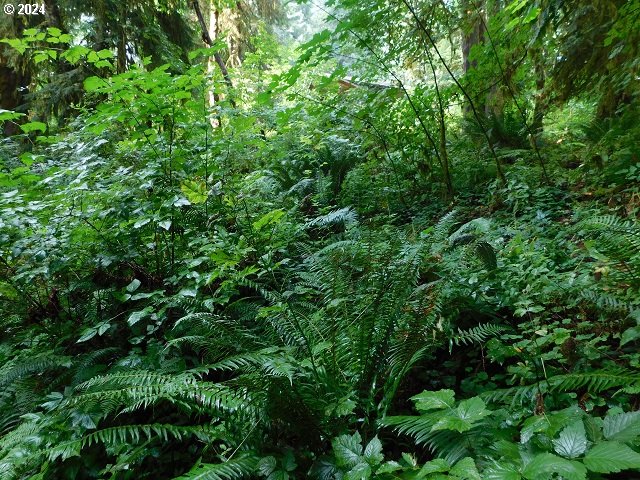 9864 Beach Drive Birkenfeld, OR 97016 - Photo 21 of 31