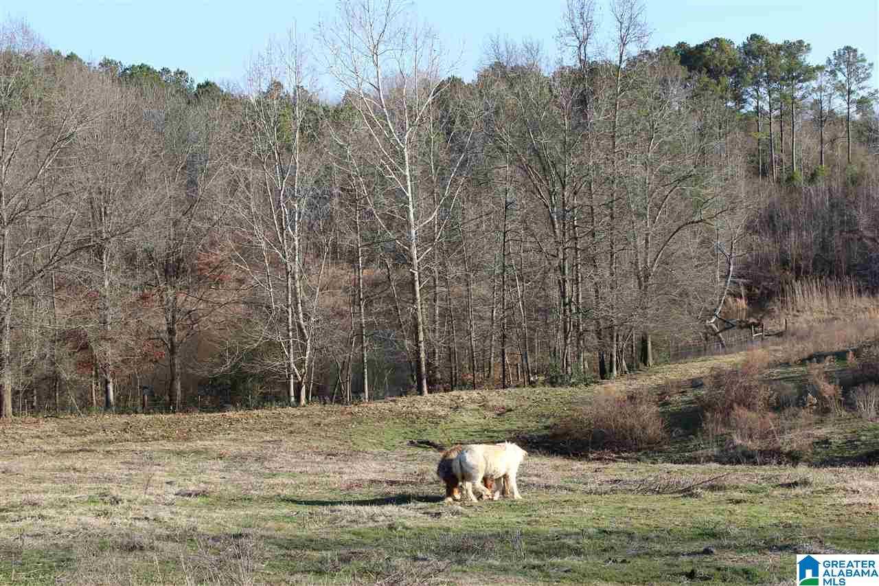 3601 Brookside Road Brilliant, AL 35548 - Photo 13 of 33