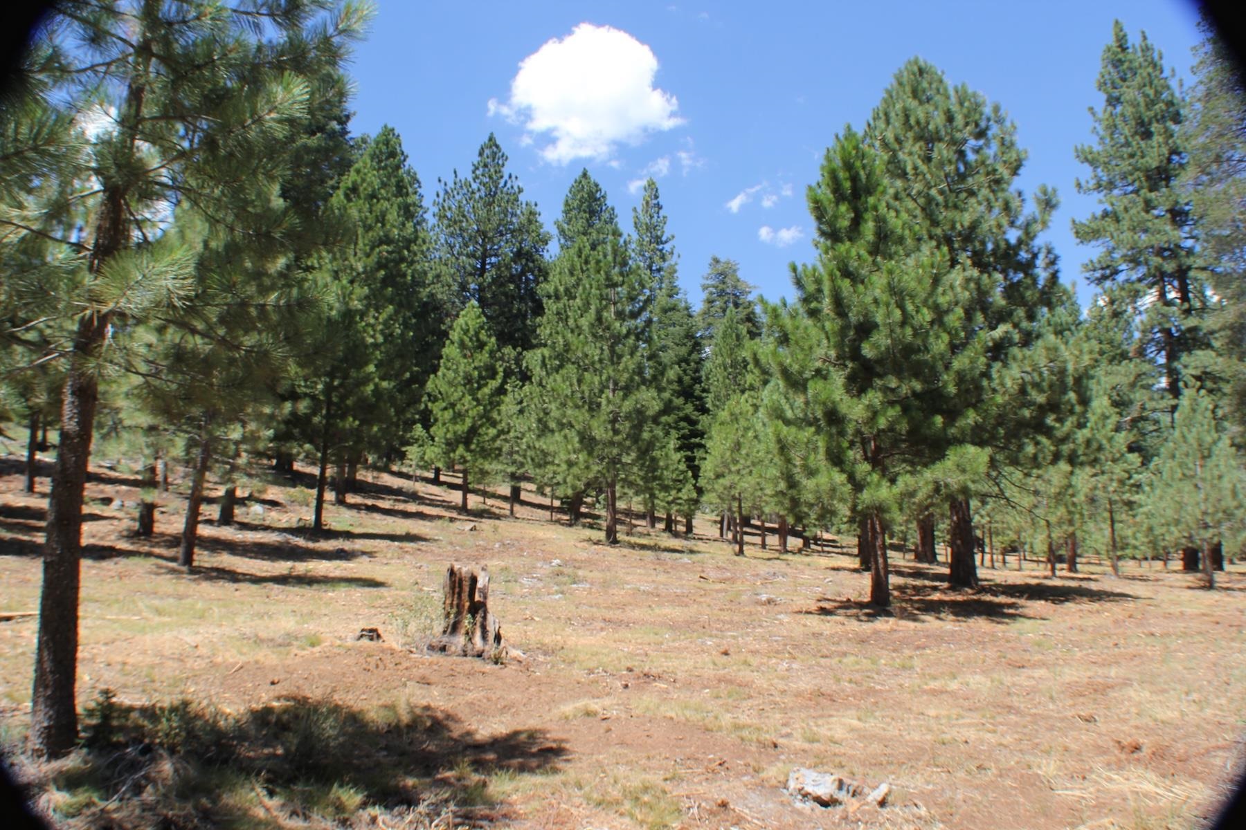 a view of a park with trees